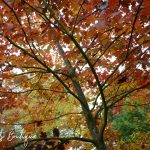 Autumnal Leaves