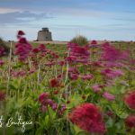 Martello Tower Wildflowers
